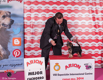 Yorkshire Terrier - Agatha de Marvels Lux se hace con su tercer Best in Show