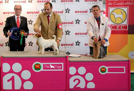 Mejor de Raza Yorkshire Terrier Sali