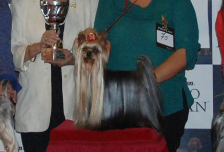 BIS Ch Baali de la Seda se afianza en su segundo Best in Show con la prestigiosa Jueza Bernice Unden