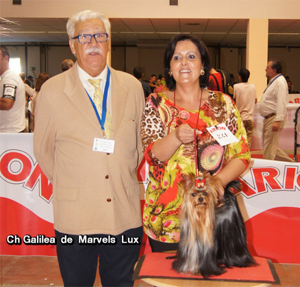 Ch Galilea de Marvels Lux hace CAC CACIB Mejor Sexo Opuesto en la Exposicion Internacional de Ciudad Real Juez Don Angel Sotoca