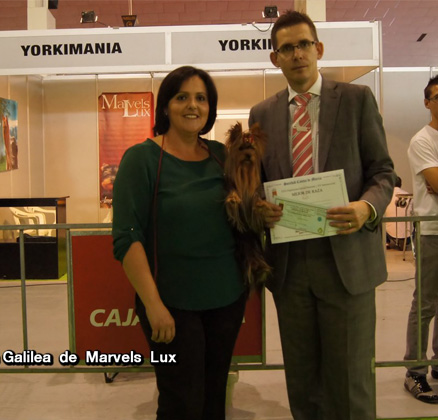 Galilea de Marvels Lux consigue su tercer CACIB y se proclama Mejor Ejemplar de Raza en la XX Exposicion Internacional de la Region de Murcia Juez Mr. Robert Kanás de Eslovaquia