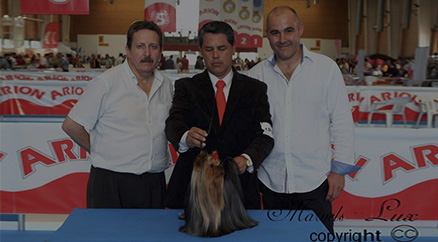 Ch Marshonia de la Seda CACIB Mejor Sexo Opuesto Exposicion Internacional Oto&ntilde;o Punto Obligatorio 