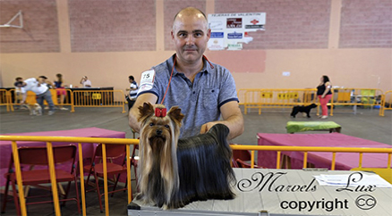 Yorkshire Terrier Ch Marsonia de la Seda se presta a cualquier manejador aqui con Alfonso