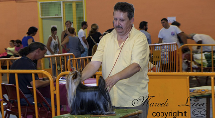 Yorkshire Terrier Ch Marsonia de la Seda se presta a cualquier manejador aqui con Jant