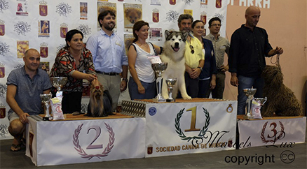 Ch Marshonia de la Seda Reserva BEST in SHOW