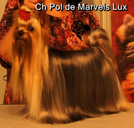 Ch Pol de Marvels Lux Excelente 1º en la XXIX Exposicion Nacional de la Region de Murcia Jueza Paloma Inglesias