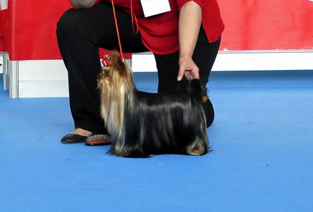 Galilea de Marvels Lux se impone un ring muy competitivo como es el Punto Obligatorio de la Exposicion Internacional de Otoño de la RSCE Juez Ulises Rodríguez Tola