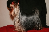 Saphira de Marvels Lux