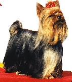 Mowgli de la Pam´Pommeraie