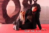 Marvels lux