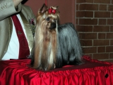 Melva de la Virreyna