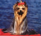 Huri de la Villa y Corte