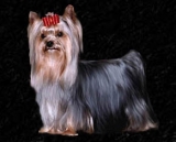 Hilcrest Simon Says Ar Bee´s