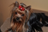Ferbelle´s Angel On My Shouder