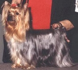 Marcris My Royal Girl