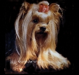 Durrer´s High Tech of Yorkcrest