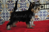 Roni de Marvels Lux