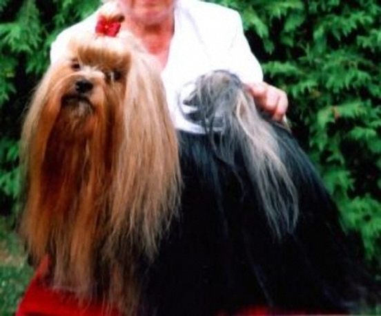 Camparis American Gigolo