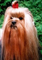 Camparis American Gigolo