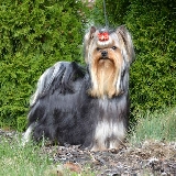 One in Million Nove Kasio