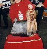 Fanfan la Tulipe de la Pam´Pommeraie