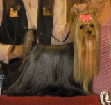 Lotus de la Villa y Corte