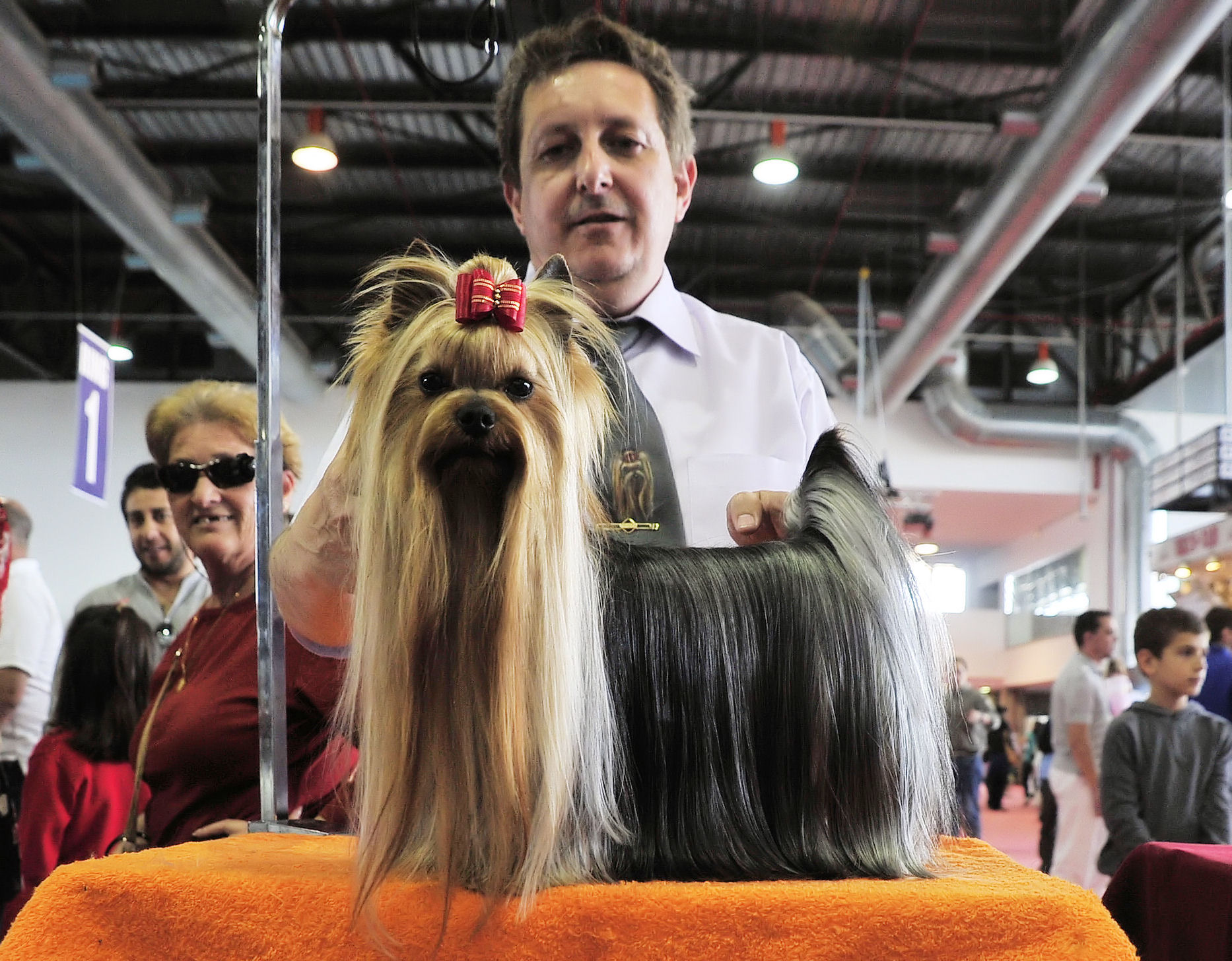 Osman CAC CACIB y mejor Macho en la Especial del Club Español del Yorkshire Terrier