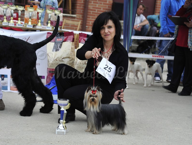 Azahar de Marvels Lux - Reserva Best in Show