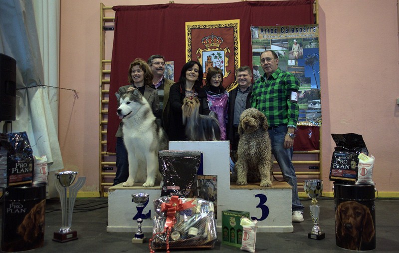 Ch Azahar de Marvels Lux Best in Show Calasparra 2011