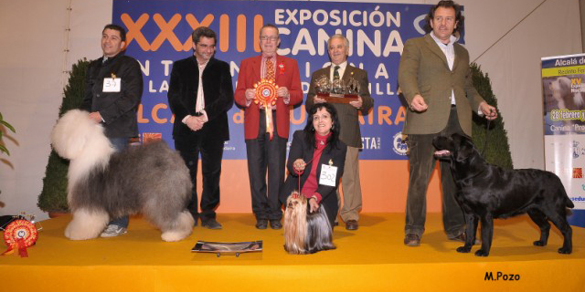 El Best in Show es otorgado al mejor ejemplar de la Exposición, son pocos los Yorkshires en conseguirlo, hasta ahora en la historia de las Exposiciones en España, solo 5 lo consiguieron en una Exposición Internacional